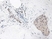 Anti Human Interleukin-33 Antibody thumbnail image 2