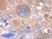 Anti Human Interleukin-6 Antibody thumbnail image 1