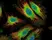 Anti Human Interleukin-6 Antibody thumbnail image 3