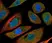 Anti Human Interleukin-6 Antibody thumbnail image 4