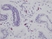 Anti Human Interleukin-8 Antibody thumbnail image 1