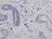 Anti Human Interleukin-8 Antibody thumbnail image 1