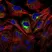 Anti Human Interleukin-8 Antibody thumbnail image 2