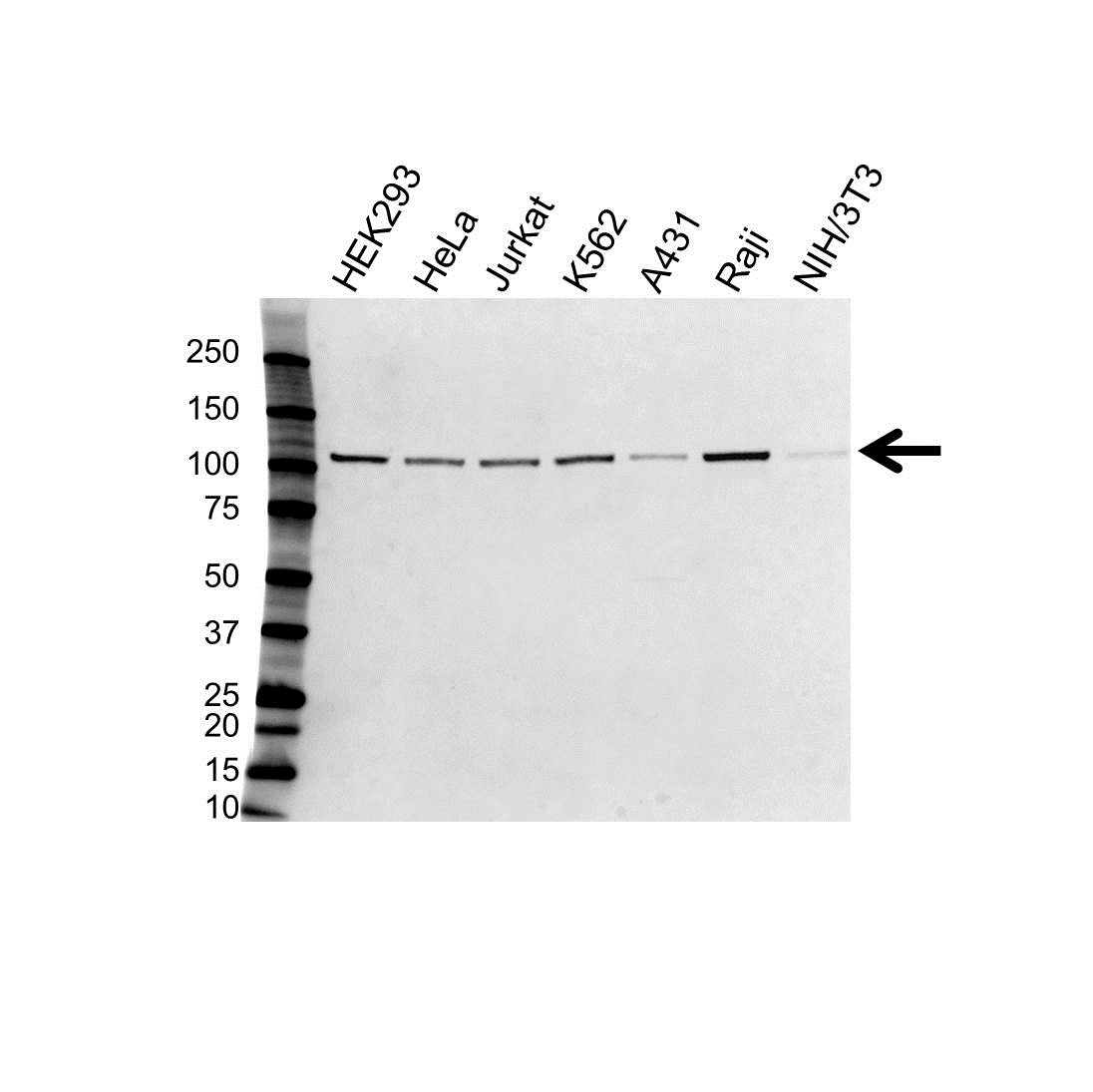 Anti ILF3 Antibody (PrecisionAb Polyclonal Antibody) gallery image 1