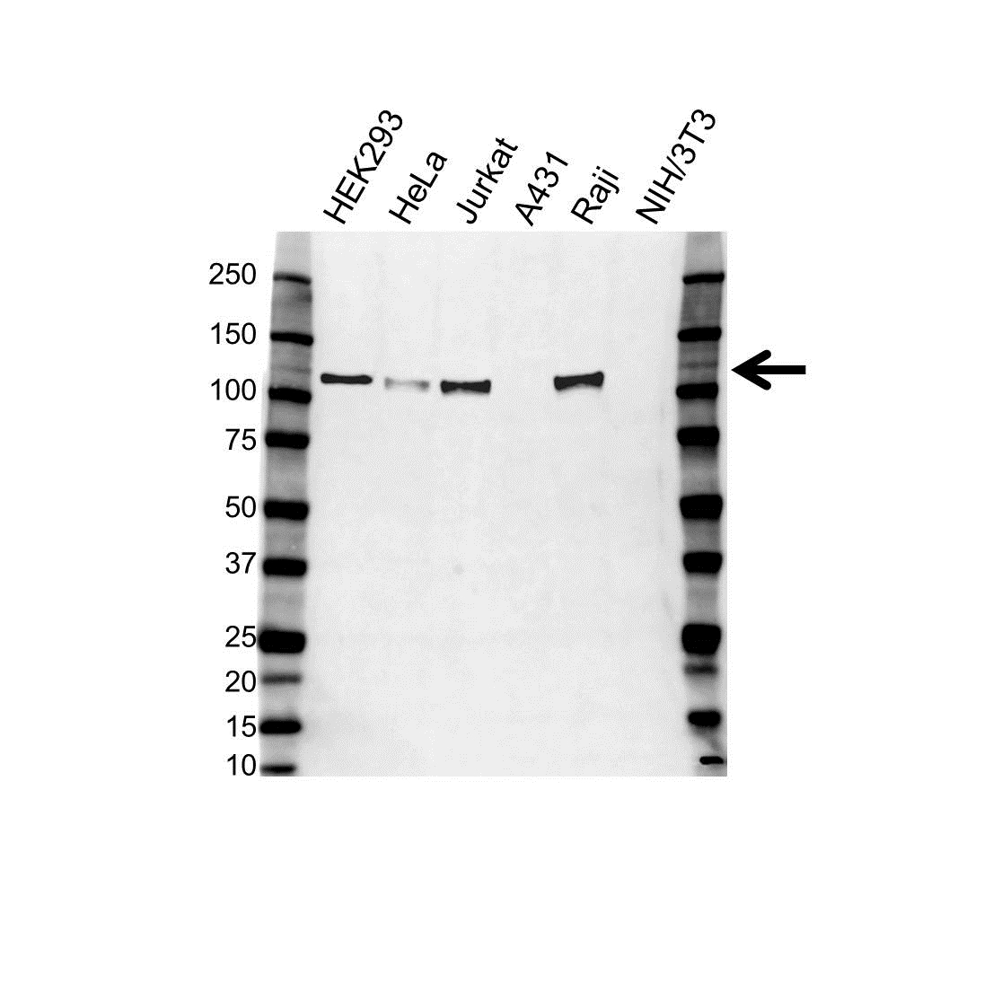 Anti Integrin Alpha 7 Antibody (PrecisionAb Polyclonal Antibody) gallery image 1