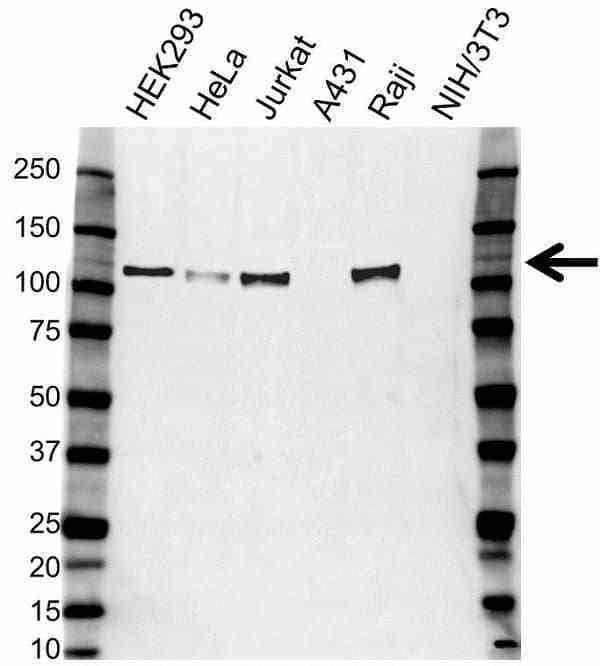 Anti Integrin Alpha 7 Antibody (PrecisionAb Polyclonal Antibody) gallery image 1