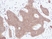 Anti Human IP-10 Antibody thumbnail image 1