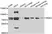 Anti IRAK2 Antibody thumbnail image 1
