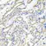 Anti IRAK2 Antibody thumbnail image 2