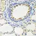Anti IRAK2 Antibody thumbnail image 3