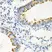 Anti IRAK2 Antibody thumbnail image 4