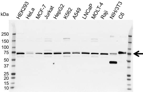 IRAK2 Antibody (PrecisionAb Antibody)|VPA00134