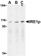 Anti IRE1p (C-Terminal) Antibody gallery image 1