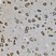 Anti IRF1 Antibody thumbnail image 5