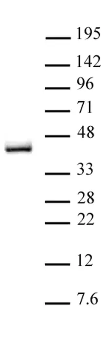 Anti Human IRF2 Antibody gallery image 1