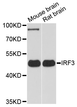 Anti IRF3 Antibody gallery image 1