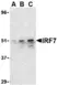 Anti IRF7 (C-Terminal) Antibody thumbnail image 1