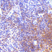 Anti IRF7 (C-Terminal) Antibody gallery image 2