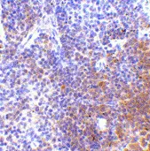 Anti IRF7 (C-Terminal) Antibody gallery image 2