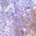 Anti IRF7 (C-Terminal) Antibody thumbnail image 2
