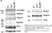 Anti IRF7 (C-Terminal) Antibody thumbnail image 3