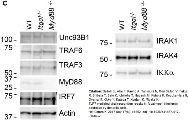 Anti IRF7 (C-Terminal) Antibody gallery image 3