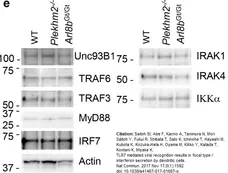 Anti IRF7 (C-Terminal) Antibody gallery image 4