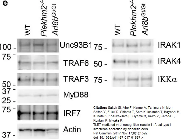 Anti IRF7 (C-Terminal) Antibody gallery image 4