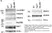 Anti IRF7 (C-Terminal) Antibody thumbnail image 5