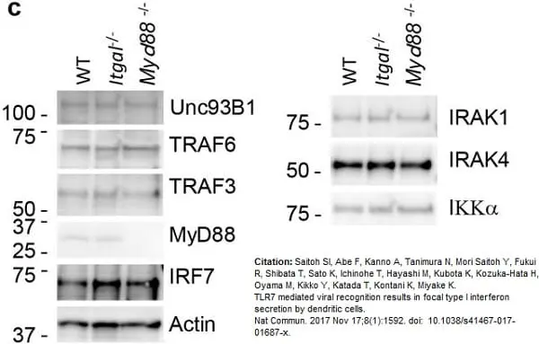 Anti IRF7 (C-Terminal) Antibody gallery image 5