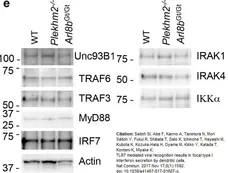 Anti IRF7 (C-Terminal) Antibody gallery image 6