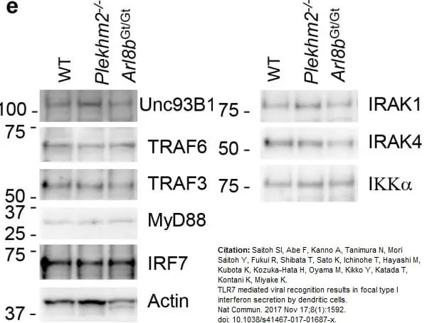 Anti IRF7 (C-Terminal) Antibody gallery image 6