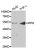 Anti IRF8 Antibody thumbnail image 1