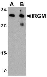 Anti IRGM (Internal Region) Antibody gallery image 1