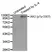 Anti JAK2 (pTyr1007) Antibody thumbnail image 1