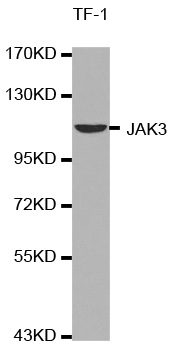 Anti JAK3 Antibody gallery image 1