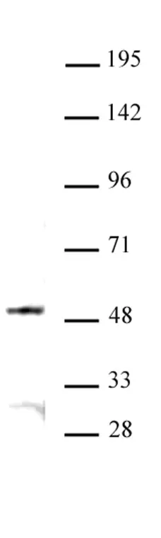 Anti Human JMJD6 Antibody gallery image 1