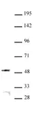 Anti Human JMJD6 Antibody thumbnail image 1