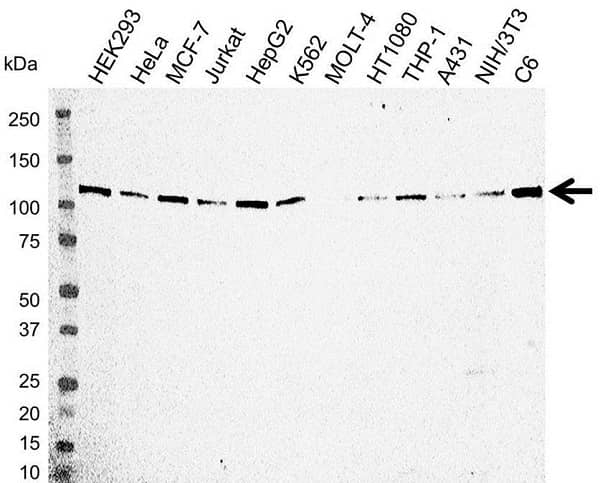 Anti Kinesin Heavy Chain Antibody (PrecisionAb Polyclonal Antibody) thumbnail image 1