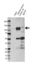 Anti Kinesin Heavy Chain Antibody (PrecisionAb Polyclonal Antibody) thumbnail image 4
