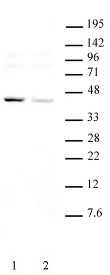 Anti Human KLF6 Antibody gallery image 1