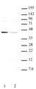 Anti Human KLF6 Antibody thumbnail image 1