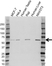 Anti KPNA4 Antibody (PrecisionAb Polyclonal Antibody) thumbnail image 1