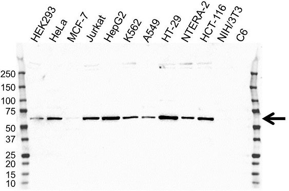 Anti Krueppel-Like Factor 4 Antibody (PrecisionAb Polyclonal Antibody) gallery image 1
