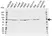 Anti Lamin B1 Antibody (PrecisionAb Polyclonal Antibody) thumbnail image 1