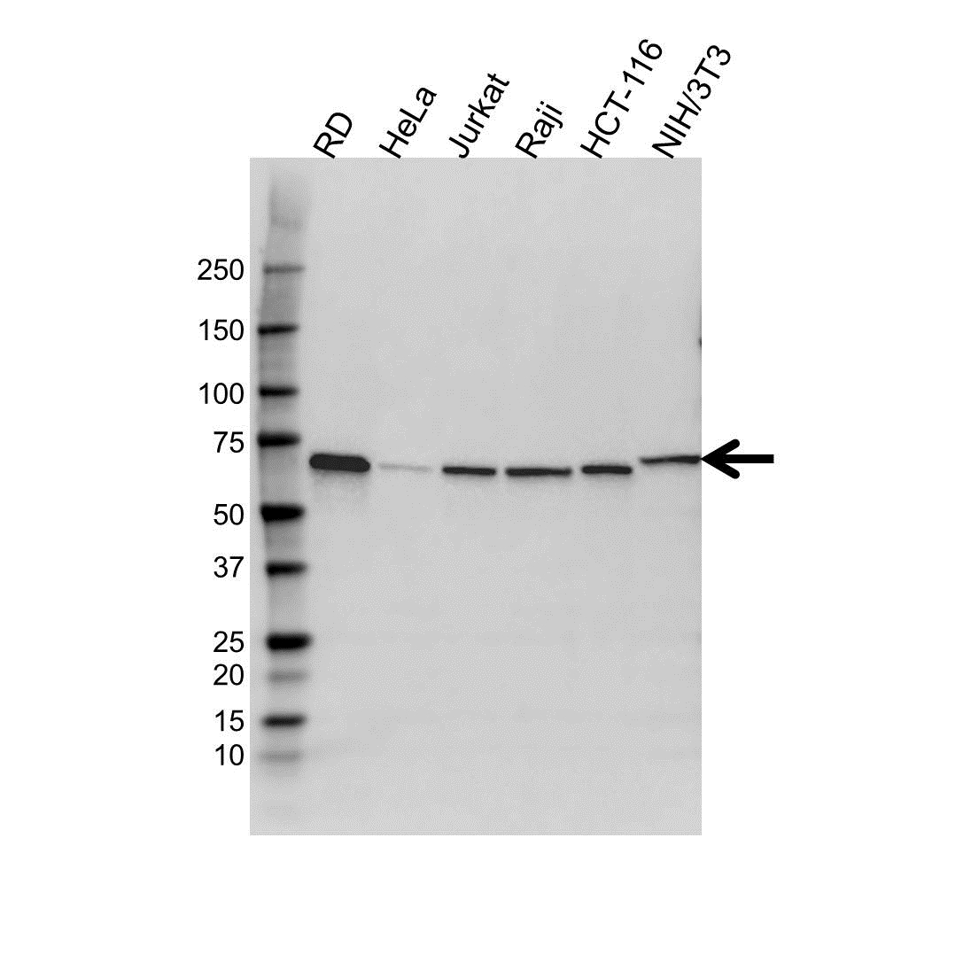 Anti Lamin B2 Antibody (PrecisionAb Polyclonal Antibody) gallery image 1