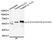 Anti Lck (pTyr416)/FYN (pTyr416) Antibody thumbnail image 1