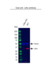 Anti LDHA Antibody (PrecisionAb Polyclonal Antibody) thumbnail image 2