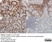 Anti Human Leptin Antibody thumbnail image 3