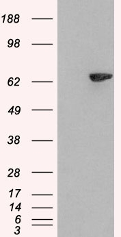 Anti Human Lnk (N-Terminal) Antibody gallery image 1